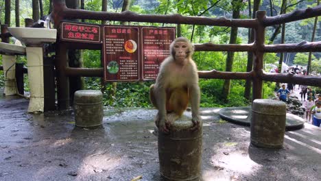 Zhangjiajie,-China---August-2019-:-Monkey-eating-piece-of-fresh-fruit-given-by-the-tourists,-Ten-Mile-Gallery-Monkey-Forest,-Zhangjiajie-National-Park