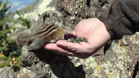 Colorado-chipmunk-eating-seeds-from-a-man's-hand-with-mountain-background