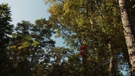 Ebereschenbeeren-Höher-An-Bäumen-Bei-Leichtem-Wind-Und-Sonnenlicht