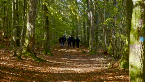 a-group-of-black-dressed-people-walking-through-a-beech-forest-together