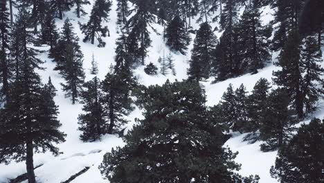 Snow-mountains-and-pine-woodlands-in-Mediterranean