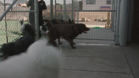 Gruppe-Großer-Hunde-Verschiedener-Rassen,-Die-Vom-Außenbereich-Eines-Tierresorts-In-Den-Innenbereich-Gehen