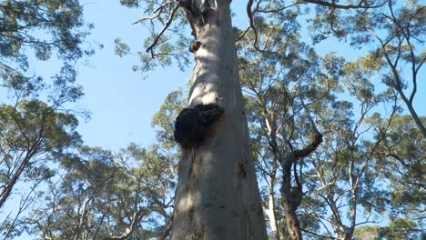 Pan-up-native-tree-trunk-to-canopy,-Australia