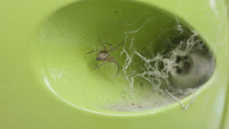 Close-up-of-brown-house-spider-crawling-around-its-web-at-a-children's-park