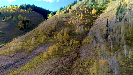 Colorado-fall-brings-golden-aspen-leaves-in-these-high-altitude-groves