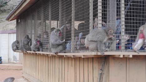 Tourists-feeding-Macaque-monkeys-through-a-fence-at-the-Arashiyama-Monkey-Park-Iwatayama-in-Kyoto,-Japan
