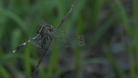 Medium-Shot-of-a-Green-Dragonfly-Perched-on-a-Branch