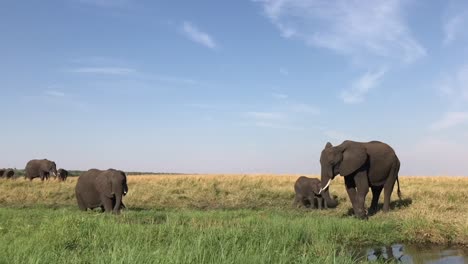 Elefante-Africano-Madre-Y-Cría-Llegan-A-La-Orilla-Del-Río-Para-Beber