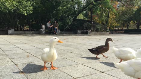 Eine-Gruppe-Enten-Geht-Spazieren-Und-Frauen-Unterhalten-Sich-Im-Bundang-Central-Park,-Seongnam,-Bundang,-Gyeonggi-do,-Südkorea
