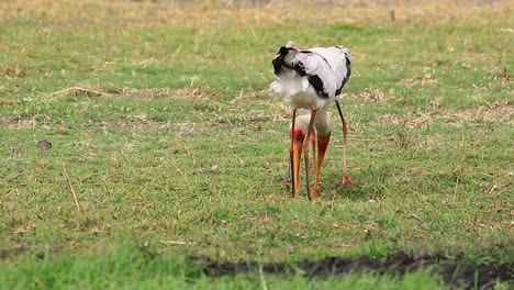 A-pair-of-African-Yellow-billed-Storks-peck-at-the-soft-savanna-soil