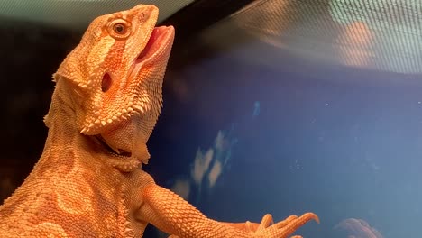 A-pet-bearded-dragon-basking-in-the-UV-light-with-mouth-open-and-tongue-sticking-out-to-control-it's-own-body-temperature