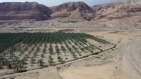 Fly-over-palm-orchard-in-the-Israeli-desert,-red-mountains-background,-drone-shot