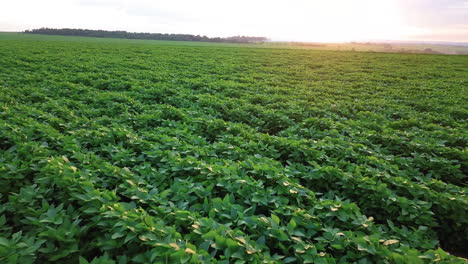 Low-flight-with-drone-under-soybean-plantation-on-a-beautiful-dawn