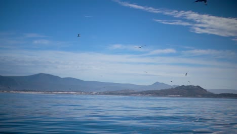 Slowmotion-of-Seagulls-Flying-and-Panning-Down-to-reveal-Atlantic-Ocean-near-Capetown