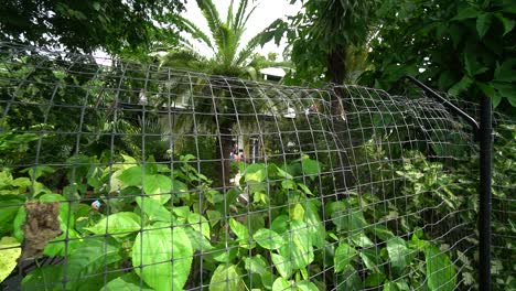Jardín-Verde-Cercado-En-La-Casa-De-Hemingway-En-Key-West,-Florida