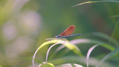 Close-up-of-a-blue-dragonfly-perched-on-reed,-Ebony-Jewelwing-flying-away-in-slowmotion