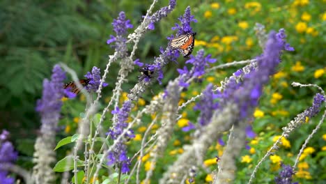 A-monarch-butterfly-and-a-black-bumble-bee-share-a-flower-until-the-monarch-flies-away