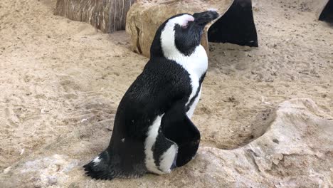 Afrikanischer-Pinguin-In-Einem-Innenlebensraum-Des-öffentlichen-Zoos-Von-Two-Oceans-In-Kapstadt,-Südafrika