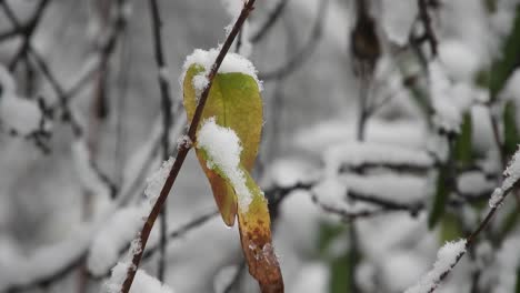 Nevando-Sobre-Las-Ramas-De-Los-árboles,-Clima-Frío