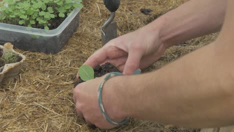 Transplanting-young-courgette-plant-into-raised-garden-bed