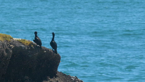 Sea-Birds-sitting-on-ocean-Cliff