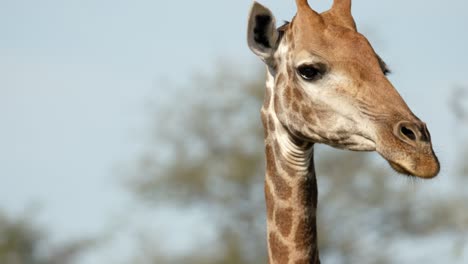 Close-up-of-giraffe-head