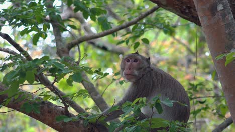 Nahaufnahme-Eines-Makaken-Affen,-Der-An-Einem-Baum-Im-Dschungel-Hängt