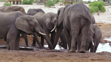 Herde-Wilder-Elefanten-Am-Wasserloch-Der-Safari-Lodge-Elephant-Sands-In-Botswana-–-Mittlere-Aufnahme