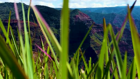 HD-Hawaii-Kauai-slow-motion-boom-up-from-tall-grass-to-Waimea-Canyon-and-a-waterfall-in-the-distance