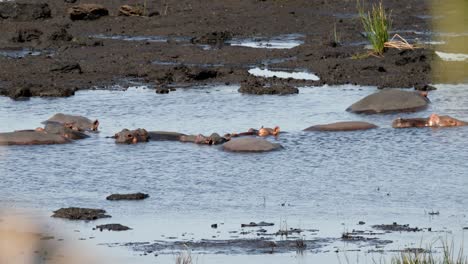 Manada-De-Hipopótamos-Relajándose-En-El-Agua-Dulce-Del-Río