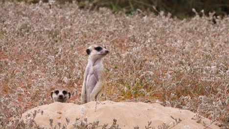 Meerkat-Looking-Around-At-The-Savanna-In-Africa---closeup-shot