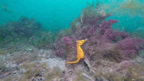 Ein-Leuchtend-Gelbes-Seepferdchen,-Das-Sich-In-Seiner-Natürlichen-Unterwasserumgebung-Füttert-Und-Bewegt,-Gefilmt-Mit-60-Bildern-Pro-Sekunde