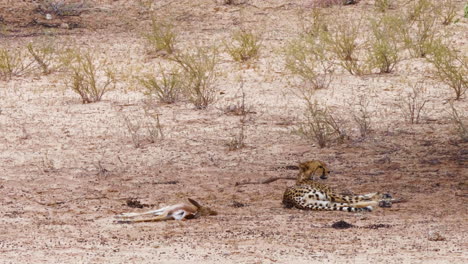 Gepard-Liegt-Im-Schatten-Eines-Baumes-Mit-Frisch-Getötetem-Springbock-An-Der-Seite-In-Südafrika