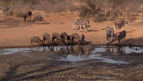 Zebra-and-wildebeest-drinking-water-in-waterhole.-Handheld