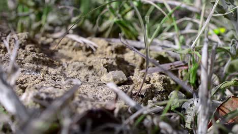 Black-ants-crawling-on-rock-in-natural-grassy-environment,-macro-shot