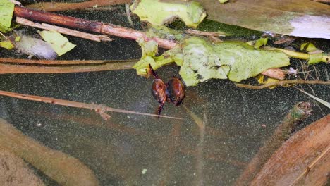 Close-up-shot-showing-couple-of-beetles-having-sex-in-water-pond-during-season