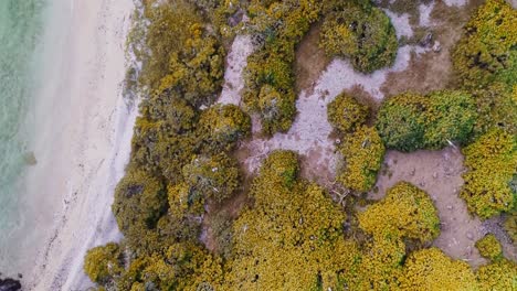 Aerial-footage-of-birds-on-isolated-island-in-Tonga