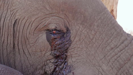 A-Dead-Elephant's-Eye-With-Blood-In-Makgadikgadi-Pans-National-Park-In-Botswana---close-up