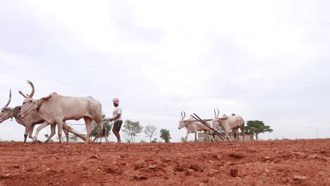 Indischer-Bauer,-Der-Mit-Einem-Stier-Auf-Seiner-Farm-Arbeitet,-Eine-Indische-Landwirtschaftsszene