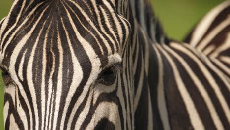 Front-view,-close-up-of-zebra-eyes-and-face,-Addo-Park,-South-Africa
