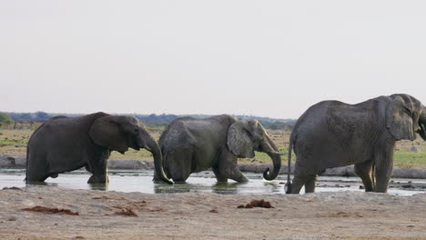 Tres-Elefantes-Africanos-Bebiendo-En-El-Pozo-De-Agua-En-El-Parque-Nacional-Makgadigadi-Pans-En-Botswana