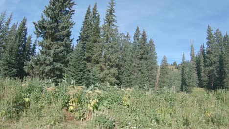Tall-pines-and-wildflowers-mixed-with-aspen-groves-and-blue-skies-in-the-high-country-of-Colorado