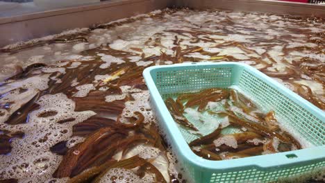 Lebende-Meeresfrüchte-In-Wassertanks-Werden-Auf-Dem-Indoor-Fischmarkt-Und-Im-Supermarkt-In-China-Ausgestellt