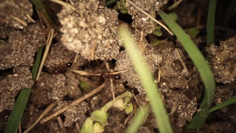 Top-down-view-of-disturbed-fire-ant-mound---wide-angle-view-of-ants-running-throughout-broken-dirt,-some-green-grass-visible
