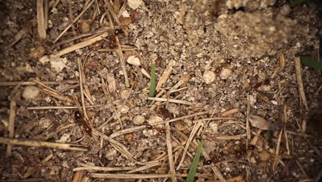Wide-angle-macro-shot-of-disturbed-fire-ant-mound