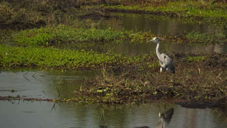 Grey-Heron-stalking-prey-on-the-marshlands-of-Chobe-National-Park-in-Botswana