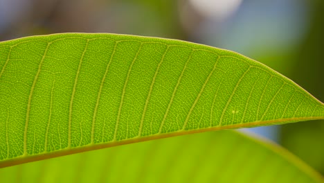 Panned-shot-of-closeup-detailed-texture-on-a-green-Frangipani-leaf
