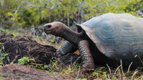 Galapagos-Schildkröte-Läuft-Herum-Und-Frisst-Strauch