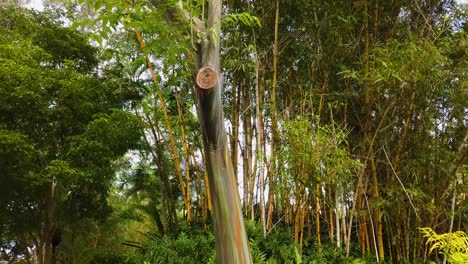 4k-Hawaii-Kauai-Nach-Unten-Geneigt-Mit-Einer-Leichten-Drehung,-Mittlere-Aufnahme-Von-Regenbogen-Eukalyptus-Zwischen-Dünnen-Baumstämmen