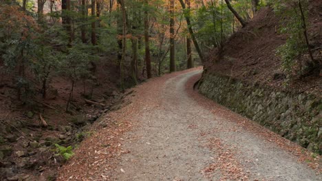 Country-wooded-road-covered-in-Fall-leaves,-Nara-Japan